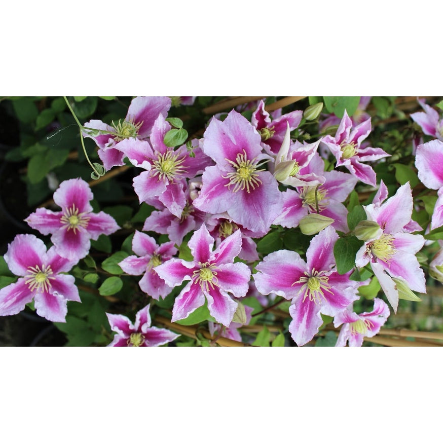 Klematis – Clematis 'Piilu' - C2 50-60 CM 3 Stick